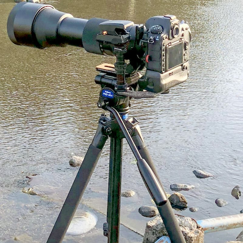 Nikon D500と動きの早すぎるカワセミ撮影に適したAFとは？！　カメラ設定