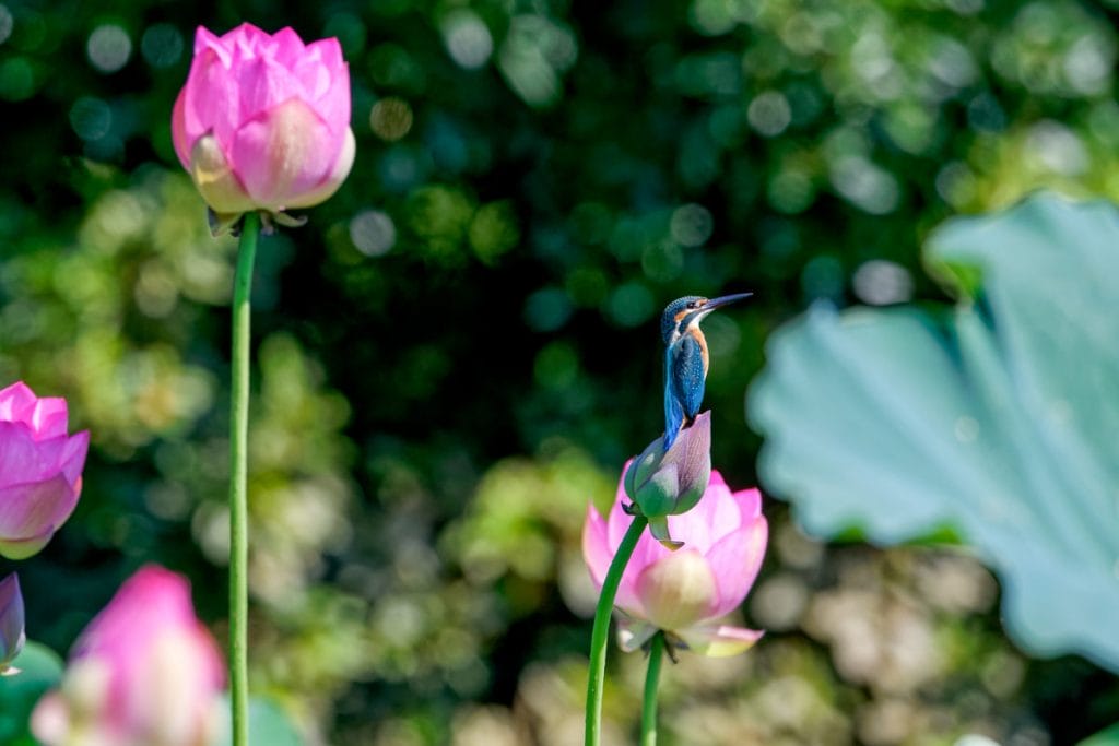 カワセミと蓮の花　熊本市の八景水谷公園で野鳥撮影