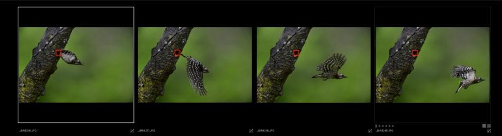 Nikon Z9 プリキャプチャ機能（C30）で野鳥撮影　コゲラ