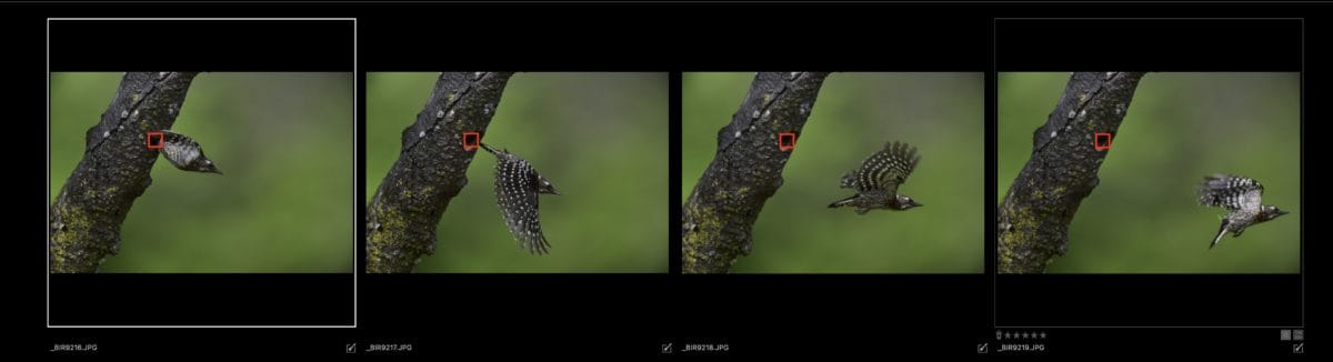 Nikon Z9 プリキャプチャ機能（C30）で野鳥撮影　コゲラ　オートフォーカスの追従